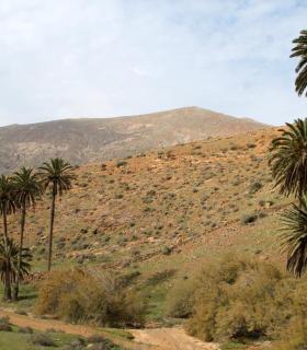 El Ayuntamiento de Betancuria lamenta el abandono insular de más de 3.000 ejemplares del palmeral del municipio · foto 1