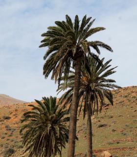 El Ayuntamiento de Betancuria lamenta el abandono insular de más de 3.000 ejemplares del palmeral del municipio · foto 2