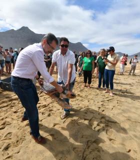 El Cabildo de Fuerteventura suelta en Cofete cinco tortugas boba criadas en cautividad con transmisores conectados vía satélite · foto 1