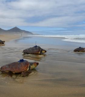 El Cabildo de Fuerteventura suelta en Cofete cinco tortugas boba criadas en cautividad con transmisores conectados vía satélite · foto 4