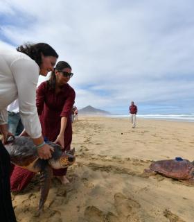 El Cabildo de Fuerteventura suelta en Cofete cinco tortugas boba criadas en cautividad con transmisores conectados vía satélite · foto 2
