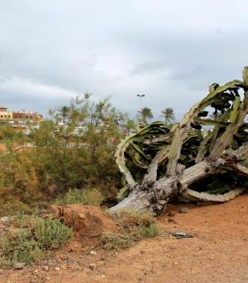 El PSOE reclama al Ayuntamiento de La Oliva recuperar el abandonado Parque Botánico de Corralejo · foto 2