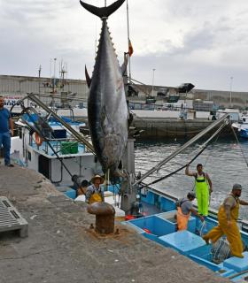 Los marineros de Mogán capturan unas 8 toneladas y 32 piezas en las dos primeras jornadas de la campaña de pesquería del atún rojo de 2018 · foto 1