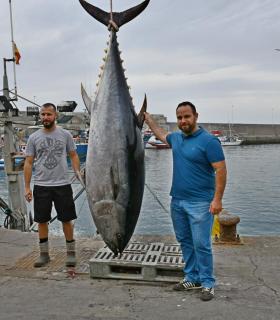 Los marineros de Mogán capturan unas 8 toneladas y 32 piezas en las dos primeras jornadas de la campaña de pesquería del atún rojo de 2018 · foto 2
