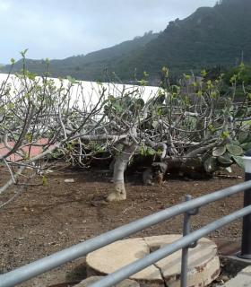 El Museo de Antropología de Tenerife · foto 10