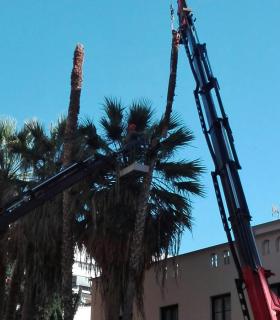 El Ayuntamiento de Santa Cruz de La Palma retira tres palmeras dañadas de la Avenida de El Puente · foto 1