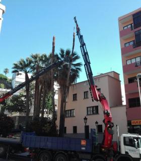 El Ayuntamiento de Santa Cruz de La Palma retira tres palmeras dañadas de la Avenida de El Puente · foto 2