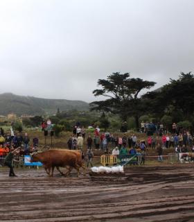 Tegueste se convierte en la capital de las tradiciones al acoger el XXX Campeonato Regional de Arrastre · foto 2