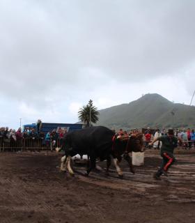 Tegueste se convierte en la capital de las tradiciones al acoger el XXX Campeonato Regional de Arrastre · foto 6