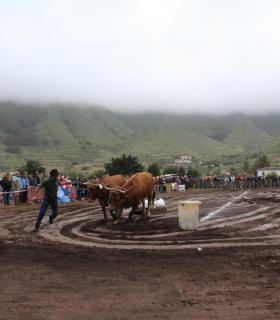 Tegueste se convierte en la capital de las tradiciones al acoger el XXX Campeonato Regional de Arrastre · foto 4