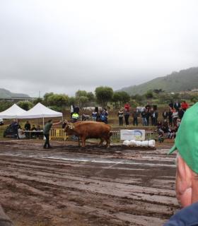 Tegueste se convierte en la capital de las tradiciones al acoger el XXX Campeonato Regional de Arrastre · foto 3