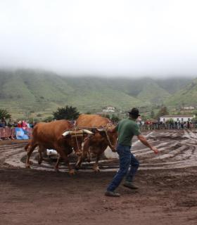 Tegueste se convierte en la capital de las tradiciones al acoger el XXX Campeonato Regional de Arrastre · foto 1