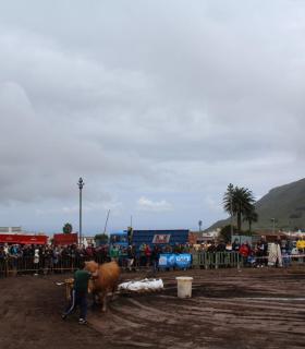 Tegueste se convierte en la capital de las tradiciones al acoger el XXX Campeonato Regional de Arrastre · foto 5