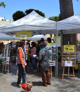 Gáldar exhibe todo el potencial de su tejido asociativo y social en el Encuentro Juntos Avanzamos · foto 15