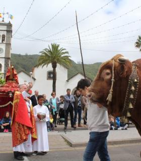 Tegueste celebra San Marcos con su desfile y bendición del ganado · foto 3