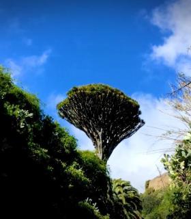 La Villa de Santa Brígida publica un vídeo en el que se muestra como un destino a disfrutar a través de los sentidos · foto 2