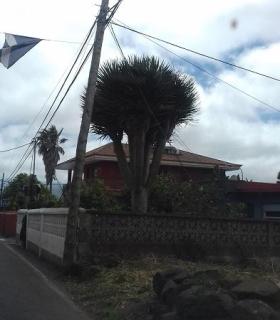Tienen que soterrar el cableado aéreo en Tenerife · foto 3