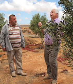 Los olivos de la Hacienda Jiménez en Las Pocetas producen el Aceite Virgen Extra Premio Oliva de Oro de Canarias · foto 2