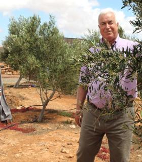 Los olivos de la Hacienda Jiménez en Las Pocetas producen el Aceite Virgen Extra Premio Oliva de Oro de Canarias · foto 1