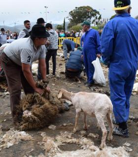 La Fiesta de La Lana en Caideros de Gáldar, el mejor homenaje al Día de Canarias · foto 3