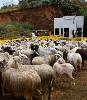 La Fiesta de La Lana en Caideros de Gáldar, el mejor homenaje al Día de Canarias · foto 2
