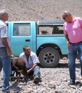 Presidente, alcalde y concejal acompañan a los ganaderos del mancomún de Antigua en el primer marcaje de las cabras de costa · foto 4