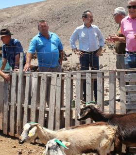 Presidente, alcalde y concejal acompañan a los ganaderos del mancomún de Antigua en el primer marcaje de las cabras de costa · foto 3