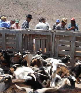 Presidente, alcalde y concejal acompañan a los ganaderos del mancomún de Antigua en el primer marcaje de las cabras de costa · foto 1