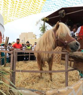 Granadilla de Abona se puso guapa en honor a San Antonio de Padua · foto 7