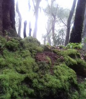 Taganana, la joya de Anaga · foto 1