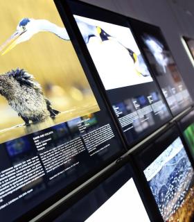 La Fundación CajaCanarias inaugura la exposición Fotógrafos de la naturaleza 2018, en su Espacio Cultural Garachico · foto 1