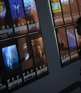 La Fundación CajaCanarias inaugura la exposición Fotógrafos de la naturaleza 2018, en su Espacio Cultural Garachico · foto 2