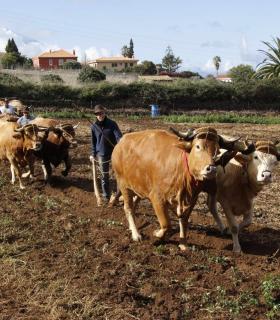 Tacoronte rinde homenaje a sus raíces agrícolas y ganaderas · foto 2