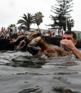 El rito del baño de las cabras pone el colofón a las Fiestas de San Juan del Puerto de la Cruz este domingo · foto 2
