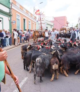 Llano del Moro celebra la tradicional Romería de la Exaltación de la Santa Cruz y el Santo Hermano Pedro · foto 3