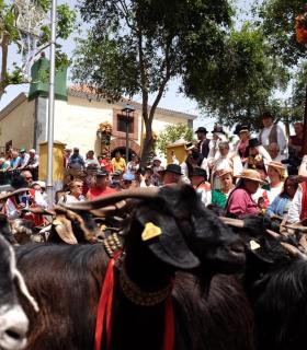 Unas 43.000 personas se dieron cita en la nueva edición de la Romería Regional en honor a San Benito Abad · foto 2
