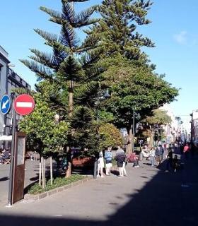 La lagunera calle de San Agustín, la más bonita del país · foto 1