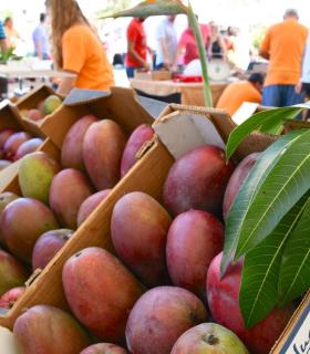 La III Feria del Mango y Aguacate de Verano de Mogán se consolida con más de 5.000 asistentes · foto 3