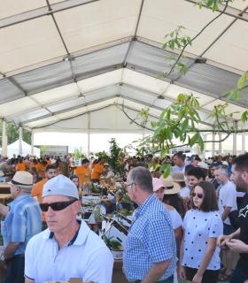 La III Feria del Mango y Aguacate de Verano de Mogán se consolida con más de 5.000 asistentes · foto 4