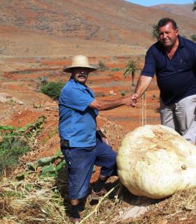 Crece en Agua de Bueyes una calabaza gigante de 117,5 kilos · foto 1
