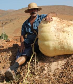 Crece en Agua de Bueyes una calabaza gigante de 117,5 kilos · foto 3