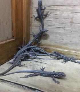 Nacen 105 ejemplares del Lagarto Gigante de El Hierro · foto 2