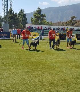 Delegación Islas Canarias del Real Club Español del Perro Pastor Alemán · foto 3