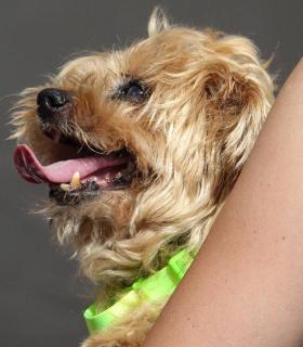 Las mascotas celebran su fiesta por noveno año en el Día de los Animales de Santa Cruz de Tenerife · foto 5