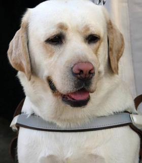 Las mascotas celebran su fiesta por noveno año en el Día de los Animales de Santa Cruz de Tenerife · foto 4