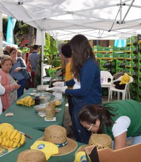 Gáldar presume de su segunda Fiesta del Plátano · foto 1