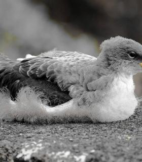 El Cabildo de El Hierro finaliza la campaña de atención a la pardela cenicienta 2018 con un total de 397 aves recuperadas · foto 1