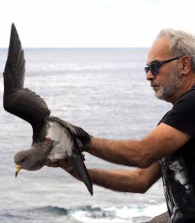 El Cabildo de El Hierro finaliza la campaña de atención a la pardela cenicienta 2018 con un total de 397 aves recuperadas · foto 2