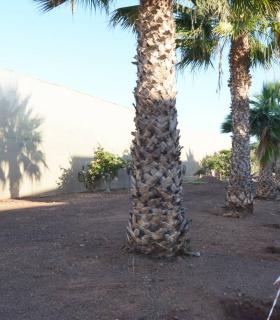 El Puertito de Güímar contará con una nueva área de paseo para perros · foto 1