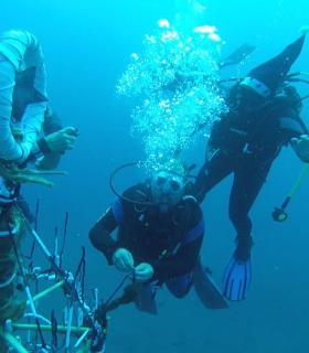 El Rosario: el Club de Buceo El Pejín coloca su árbol de Navidad submarino con el alcalde, Escolástico Gil, como buzo invitado · foto 4
